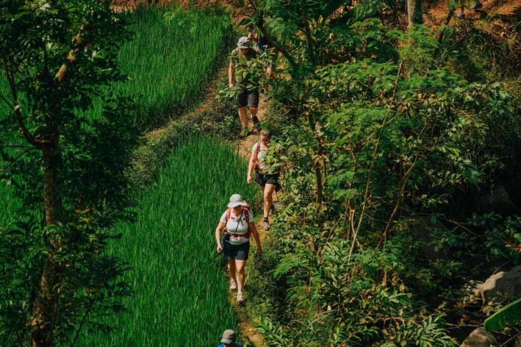 Hikers walking through lush green fields.
