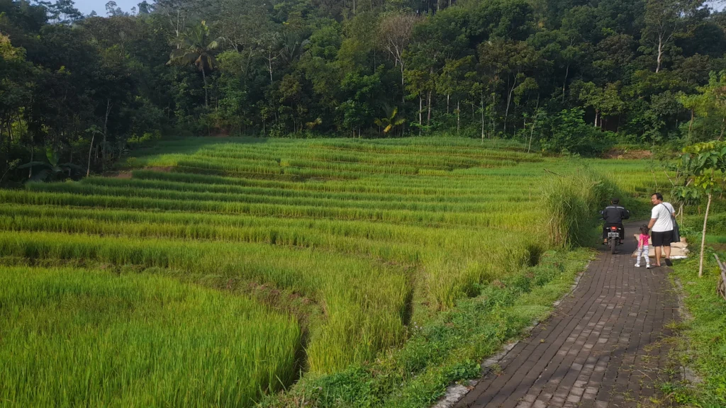 Yogyakarta tour Selogriyo Rice Fields and Borobudur