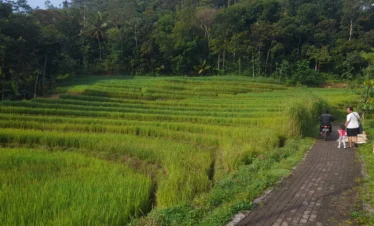 Yogyakarta tour Selogriyo Rice Fields and Borobudur