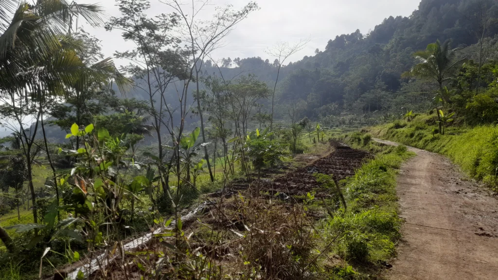 Yogyakarta tour Selogriyo Rice Fields and Borobudur