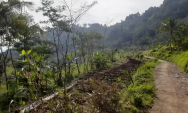 Yogyakarta tour Selogriyo Rice Fields and Borobudur