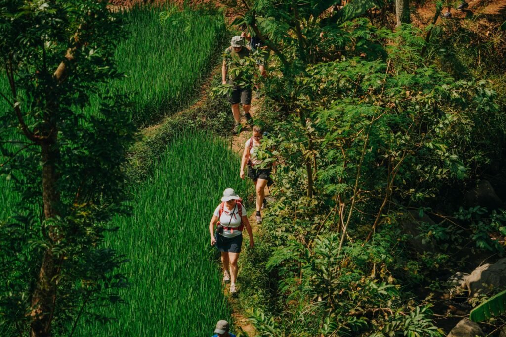 Yogyakarta tour Selogriyo Rice Fields and Borobudur